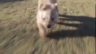 Fastest wombat in the world [upl. by Sirod]