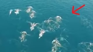 Un DRONE capto Manada de SIRENAS reales en el Mar [upl. by Ifen]