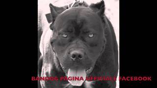 Bandog  NUN ME PARLA MAL E NAPL [upl. by Nerra]