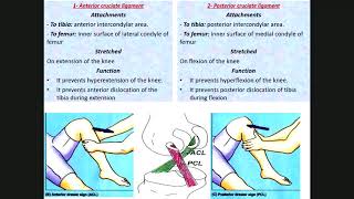 Knee joint Lower limb 28 [upl. by Caye]