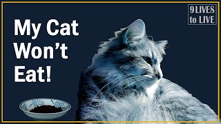 Why Your Cat Wont Eat and What to Do About It [upl. by Amitaf]