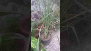 Lemon Grass Cymbopogon CitratusMalabar or Cochin Grass [upl. by Flavian]