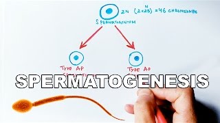 Process of Spermatogenesis  Detailed [upl. by Dawn]