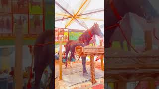 trending viralvideo horselover horseriding jattmind jattlifestyle [upl. by Yllier339]