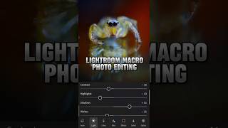 Lightroom macro Photo editing spider macrophotography macro Lightroom shorts shortvideo viral [upl. by Ydassac]