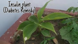 Insulin Plant  Costus Igneus  Kamal Sehgal Sood [upl. by Clawson]