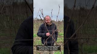 Thibaud Boudignon on Clos de la Hutte [upl. by Joane93]