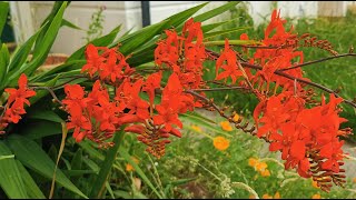 Best plants for pollinators Crocosmia Lucifer a bright red Montbretia fully hardy in the UK [upl. by Trebron755]