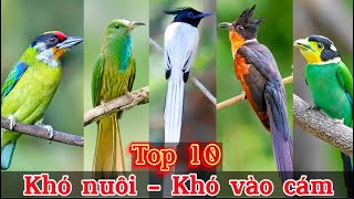 Top 10 Loài Chim Cảnh nổi bật  Rất khó nuôi và khó vào cám sinh sống tại Việt Nam  Đạt Bird TV [upl. by Tatiana926]