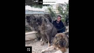 Caucasian Shepherd Army🪖💣 [upl. by Idissak450]