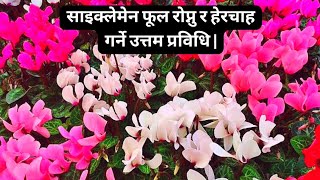 साइक्लेमेन फूल रोप्नु र हेरचाह गर्ने उत्तम प्रविधि  How To Grow And Care For Cyclamen Flowers [upl. by Damiano556]