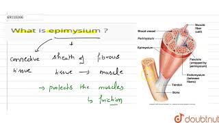 What is epimysium [upl. by Correna179]