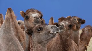 The Fast and the Resilient Bactrian Camel Cheetah and Pronghorn [upl. by Gisele616]