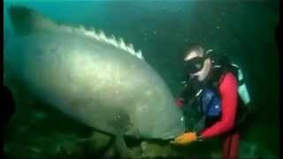 Massive Fish Bites Scuba Diver DANGER [upl. by Akirdnahs]