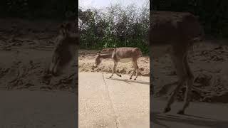 donkey animals 100kview 1million subscribemychannel viralshortshow [upl. by Bengt515]