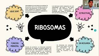 Los organelos y sus funciones  CLASE [upl. by Aloisius]