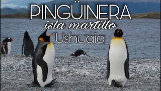 Isla Martillo PINGÜINOS en USHUAIA🏔️ Caminando en la Pingüinera mas Austral de la Patagonia🐥🐣 [upl. by Ziul]