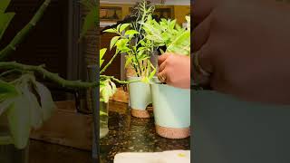 Propagating  plantingpropagating plants makepeoplehappy plantita gardening gardeningtips [upl. by Norean31]