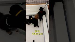 Shiba Inu Puppies Playing in Moms food 8 1 24 [upl. by Rosemarie]