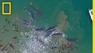 Watch a Rescue Effort to Save 10 Stranded Whales  National Geographic [upl. by Gard]