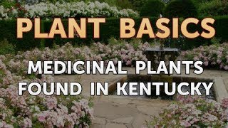 Medicinal Plants Found in Kentucky [upl. by Haniraz]