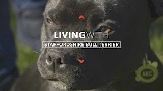 ALL ABOUT LIVING WITH STAFFORDSHIRE BULL TERRIERS [upl. by Kcid]