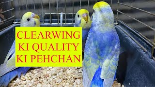 HOW TO IDENTIFY CLEARWING QUALITY part 2  CLEARWING RAINBOW KI PEHCHAN [upl. by Nevarc380]