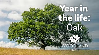 A year in the life of an oak tree  Woodland Trust [upl. by Latoya]