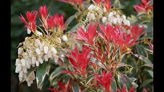 COMMENT BIEN TAILLER UNE ANDROMÈDE DU JAPON PIERIS [upl. by Anonyw838]