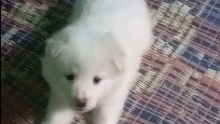 indian spitz dog rio mishraindian spitz puppy barkingindian [upl. by Bari]