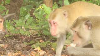 Happy time of monkey feedinganimal [upl. by Ahsinrad]