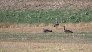 Flying Great Bustards  Vliegende Grote Trappen [upl. by Ahseihs548]