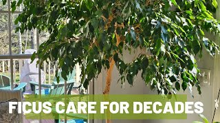 How to Grow a Ficus Tree Indoors for Decades The Basics [upl. by Tessi775]