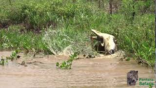 Jaguar killing a caiman  Pantanal safaris jaguar photography [upl. by Rett]