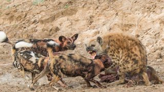 Wild Dogs Kill And Eat Hyena  Hyenas Eaten Alive [upl. by Drofhsa]