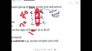 Specificity of The enzymes [upl. by Xad251]