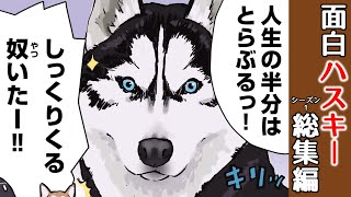 おバカすぎる！ハスキーの珍行動 シーズン1 総集編 【世界の終わりに柴犬と切り抜き  アニメ  漫画】 [upl. by Kcam]