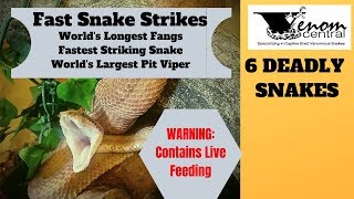 WARNING Live Feeding Venomous Snakes  Fer de Lance Puff Adder Bushmaster Feeding [upl. by Nisa]