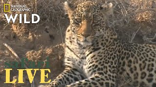 Safari Live  Day 220  Nat Geo Wild [upl. by Eneliak733]