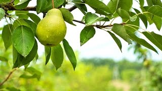 All About the Green Anjou Pear Episode 11 Southwest  The FruitGuys [upl. by Imik741]