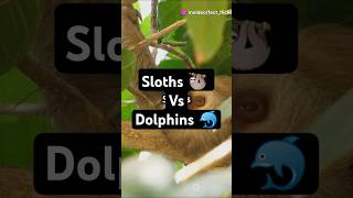 Fact Of Sloths🦥vs Dolphins🐬 Who will win😲 facts funfacts trivia dolphin sea sloth animals [upl. by Ecienal]