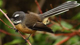 NZ Fantail  Piwakawaka [upl. by Crissie]