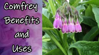 Comfrey Benefits and Uses [upl. by Shandie]