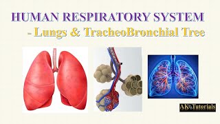 Lec 02 Lungs amp TracheoBronchial Tree  Human Respiratory System [upl. by Nageam]