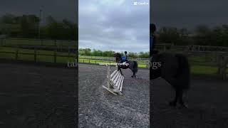 We are doing cross country tomorrow 😜😜 horse equestrianvibes shorts subscribe equestrianrider [upl. by Courcy]