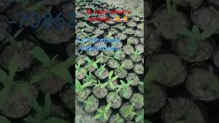 Macadamia plant are available short videobamboofarming agriculture [upl. by Parsons172]