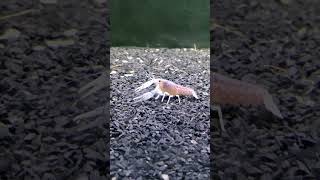 Crayfish in community tank fish fishaquarium fishtank [upl. by Oivlis314]