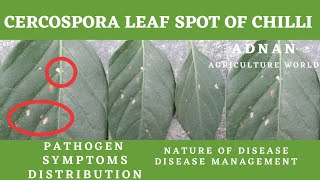 Cercospora Leaf Spot Of Chilli  Pathogen  Symptoms  Management  AGRICULTURE WORLD [upl. by Lamont]