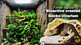 Bioactive crested gecko vivarium timelapse [upl. by Elrak]