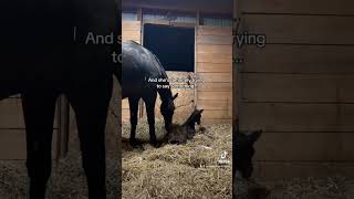 So did you get it right foal horse equestrian viral baby newborn babyhorse bodylanguage [upl. by Annoiek]